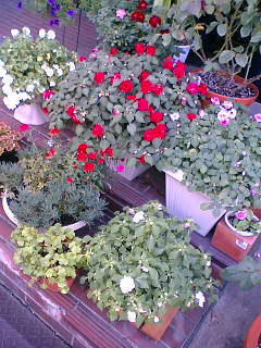 f0074659_23575035.jpg