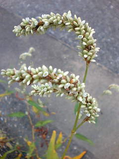 b0061261_1902940.jpg