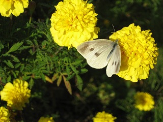 e0041168_9133922.jpg
