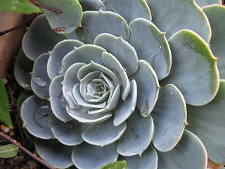 e0041168_9163215.jpg