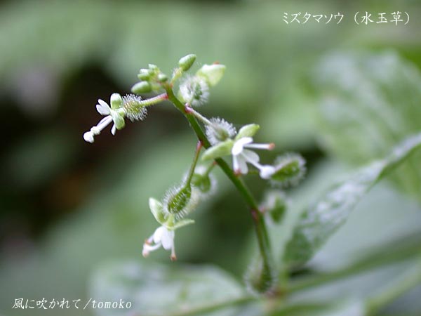 c0005973_923837.jpg