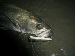 f0069890_1223368.jpg