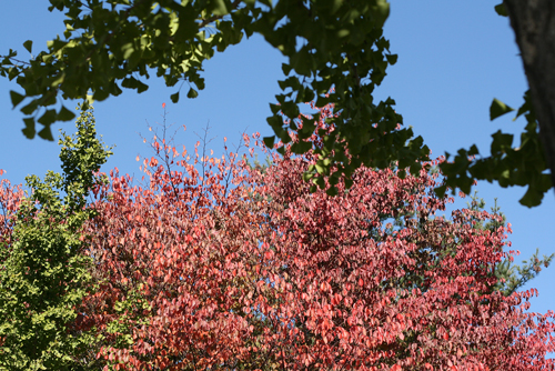 f0001895_16532810.jpg