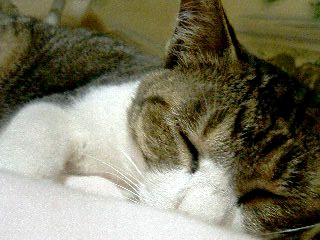 e0073418_2053290.jpg