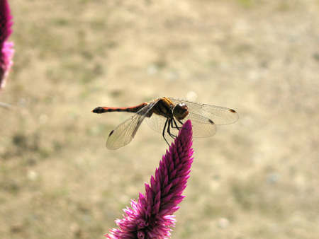 c0104371_1028451.jpg