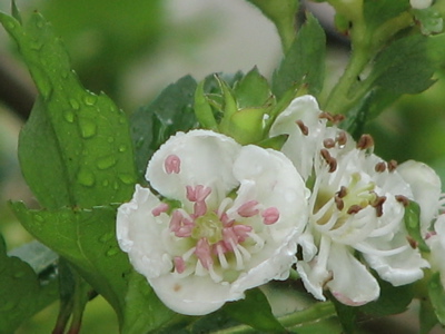 d0050472_17363663.jpg