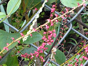 e0099905_22284211.jpg