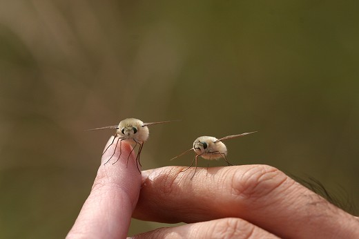 萌え死に注意 ふわっふわでかわいいアブ トラツリアブ Dangerous Insects