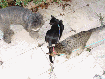 c0136736_17114764.gif