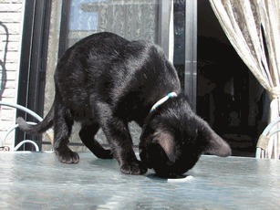 c0136736_17123020.gif