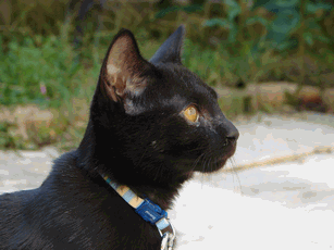 c0136736_171357.gif