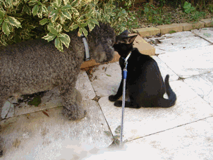 c0136736_17163749.gif