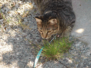 c0136736_17191864.gif