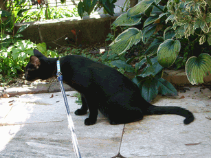 c0136736_1721469.gif