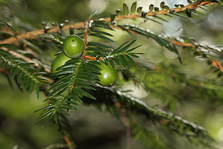 e0113053_213204.jpg
