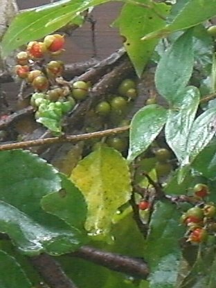 e0017562_1814772.jpg
