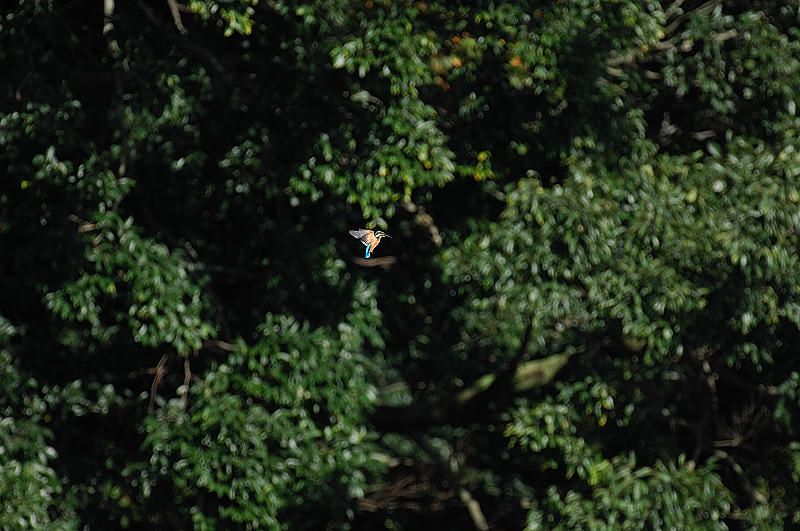 c0069178_17542469.jpg