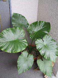 b0050104_12543720.jpg