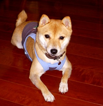 f0004309_224772.jpg