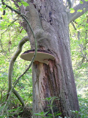 e0046112_20273742.jpg