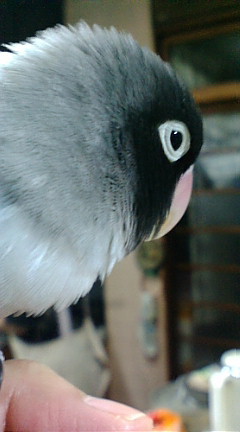 f0126418_20802.jpg