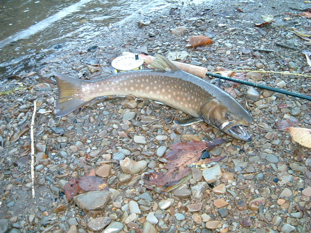 f0153018_1963997.jpg