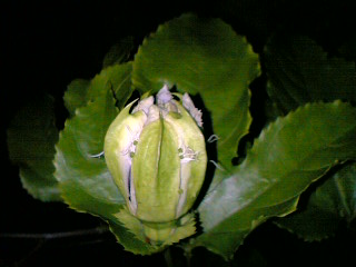 d0024220_20365536.jpg
