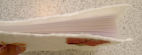 d0068023_1553925.jpg