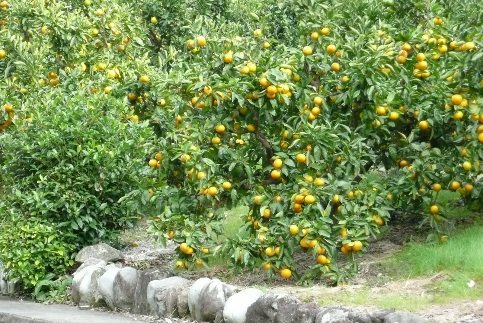 e0033229_1559189.jpg