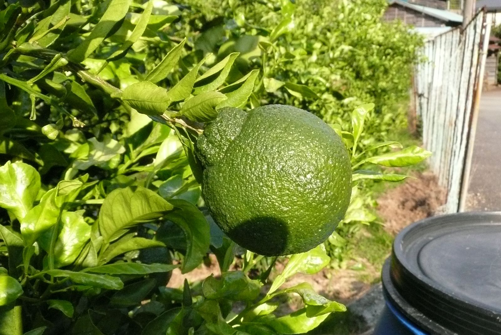 e0033229_1603583.jpg