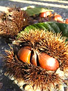 c0069552_95715.jpg