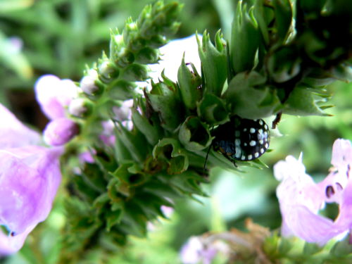 d0091754_1215612.jpg