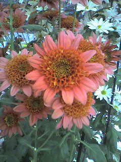 f0149057_23480100.jpg