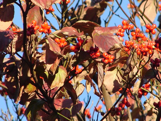 b0061261_11163459.jpg