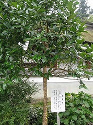 e0041168_1123190.jpg