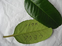e0041168_114070.jpg