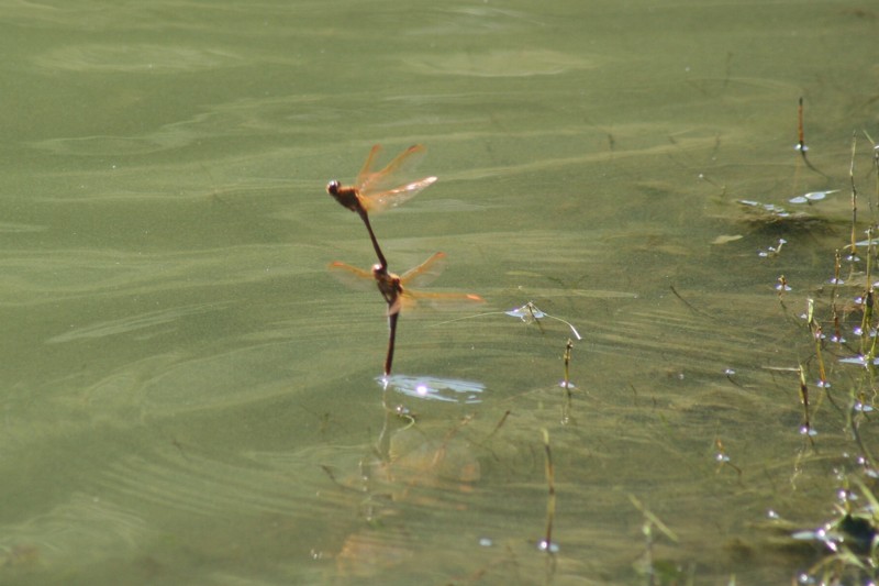 b0088772_18155314.jpg