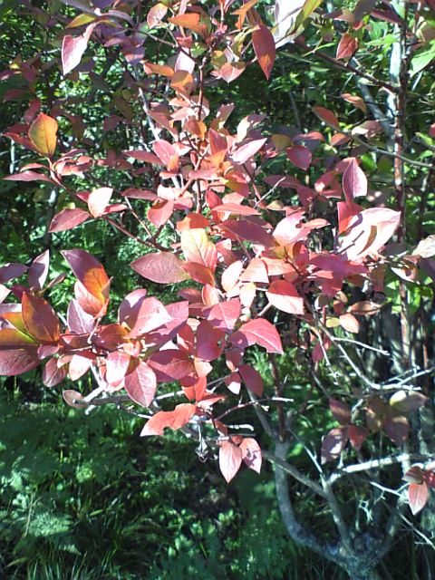c0124776_752783.jpg