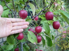 a0061594_1594848.jpg
