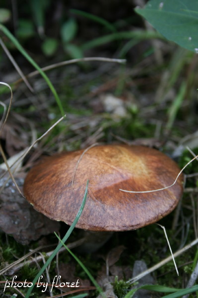 f0083400_18282628.jpg