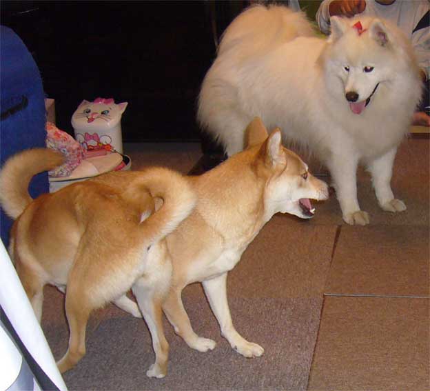 e0018604_1572829.jpg