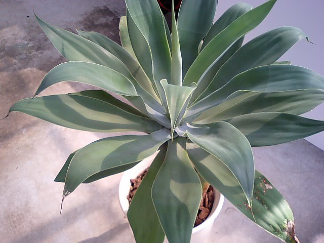 e0123920_19415123.jpg