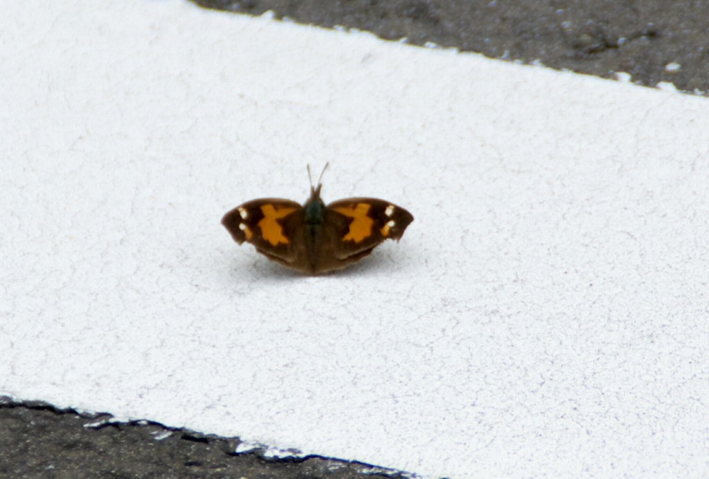 d0053930_704399.jpg