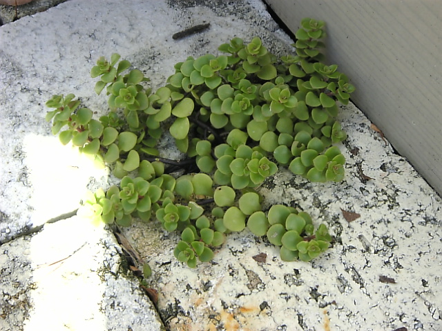 f0138934_2111766.jpg