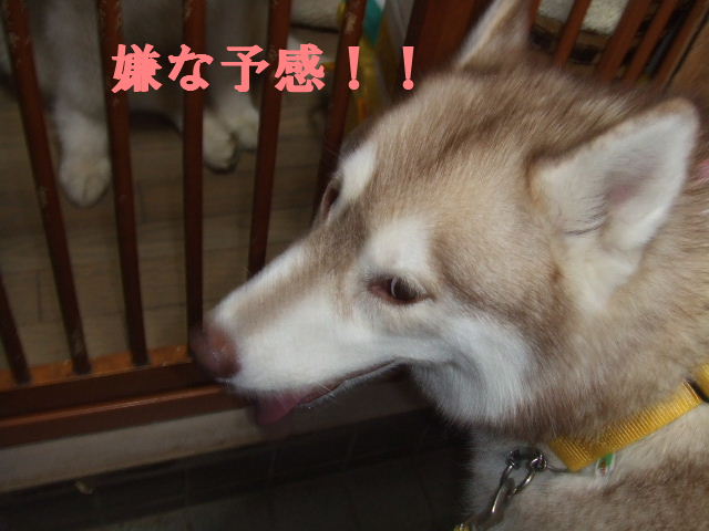 e0121548_2014373.jpg