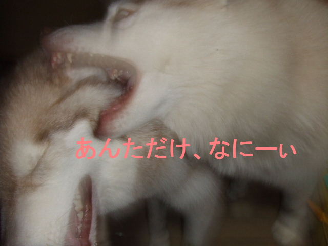 e0121548_20144685.jpg