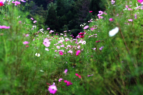 a0024250_23165465.jpg