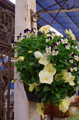 e0025655_6214511.jpg