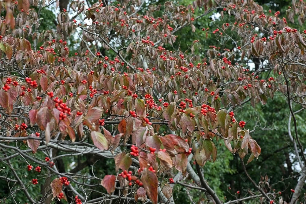 a0083081_16592273.jpg