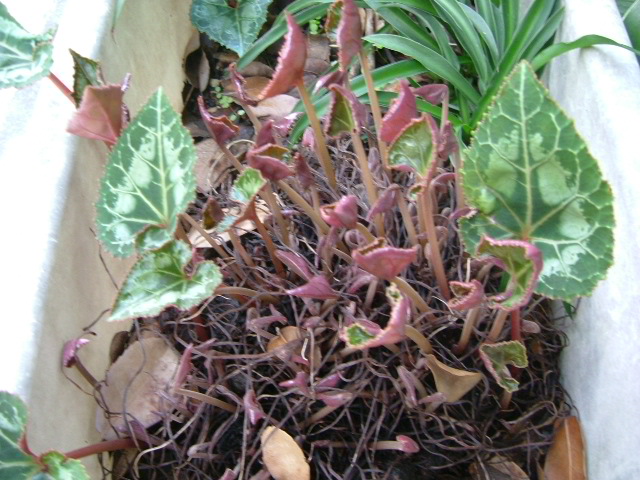 b0044296_21314040.jpg